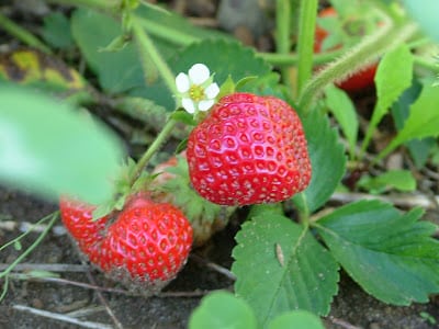 strawberry on the vine