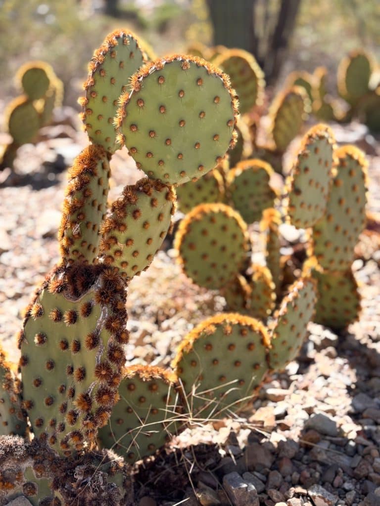 picture of a prickly pear cactus in the desert outside tucson arizona